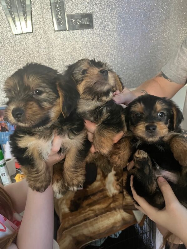 Yorkshire Terrier puppies for sale in Tipton, West Midlands – 7 weeks old - Image 3 of 11