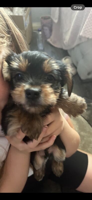 Yorkshire Terrier puppies for sale in Tipton, West Midlands – 7 weeks old - Image 4 of 11