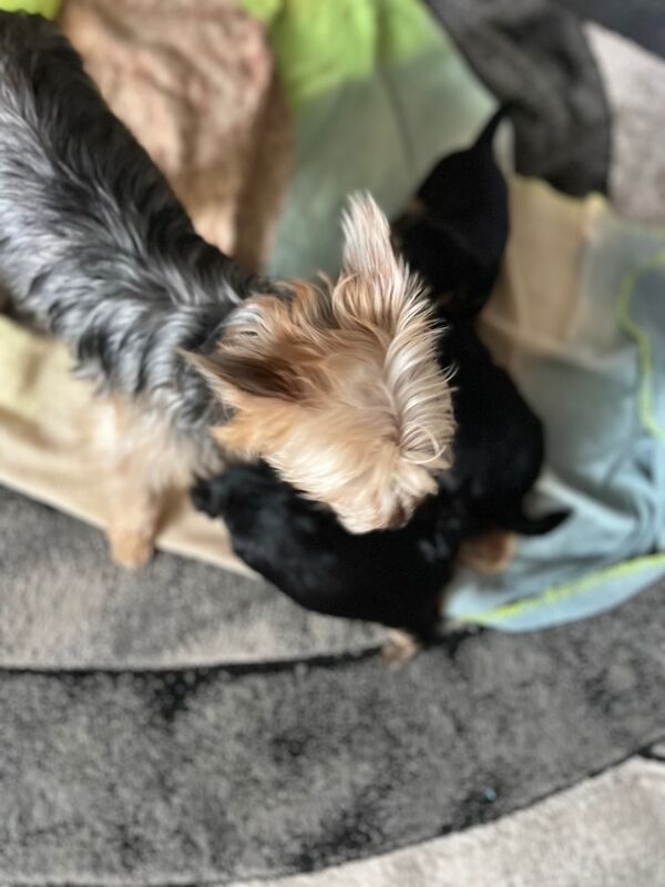 Yorkshire Terrier puppies for sale in Tipton, West Midlands – 7 weeks old - Image 5 of 11
