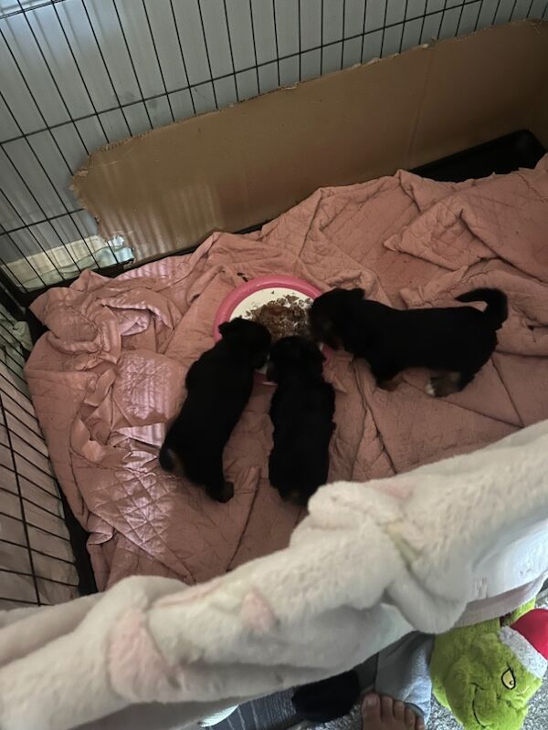 Yorkshire Terrier puppies for sale in Tipton, West Midlands – 7 weeks old - Image 6 of 11
