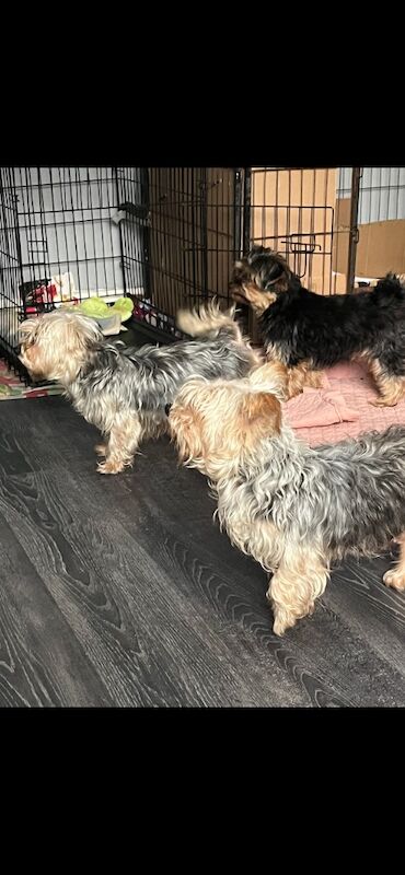 Yorkshire Terrier puppies for sale in Tipton, West Midlands – 7 weeks old - Image 7 of 11