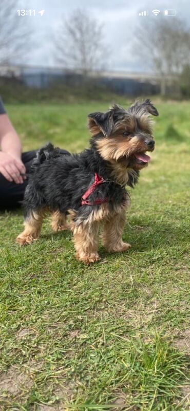Yorkshire Terrier puppies for sale in Tipton, West Midlands – 7 weeks old - Image 8 of 11