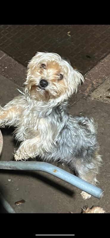 Yorkshire Terrier puppies for sale in Tipton, West Midlands – 7 weeks old - Image 9 of 11