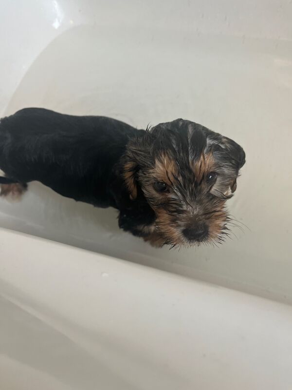 Yorkshire Terrier puppies for sale in Tipton, West Midlands – 7 weeks old - Image 10 of 11