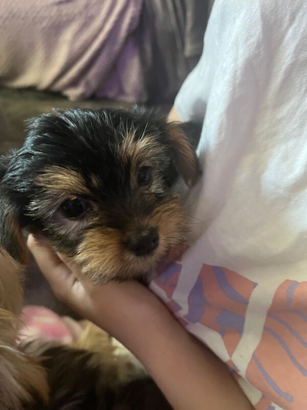 Yorkshire Terrier puppies for sale in Tipton, West Midlands – 7 weeks old - Image 11 of 11