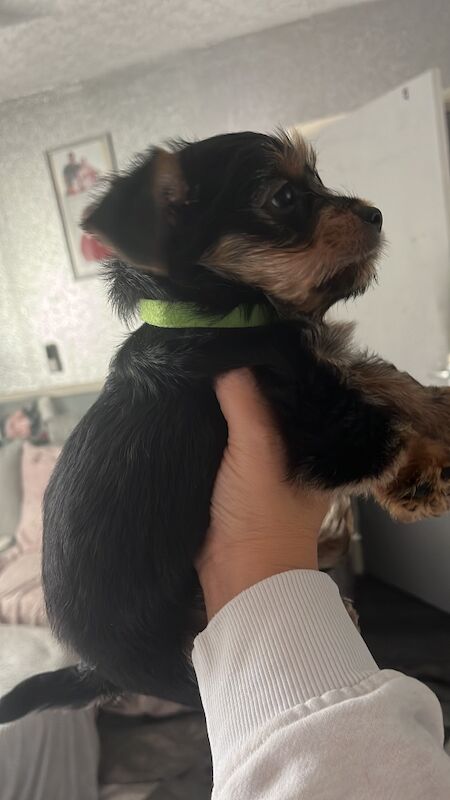 Yorkshire Terrier puppies for sale in Tipton, West Midlands – 9 weeks old - Image 11 of 15