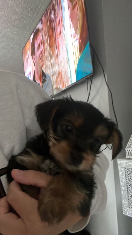 Yorkshire Terrier puppies for sale in Tipton, West Midlands – 9 weeks old - Image 12 of 15