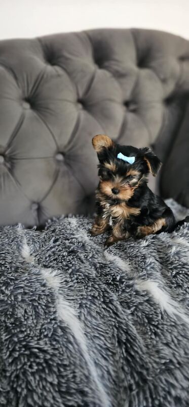 3 mini yorkshire terrier girls ready for new home for sale in Boston, Lincolnshire | Image 1