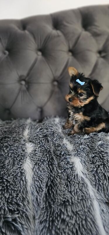 3 mini yorkshire terrier girls ready for new home for sale in Boston, Lincolnshire - Image 2