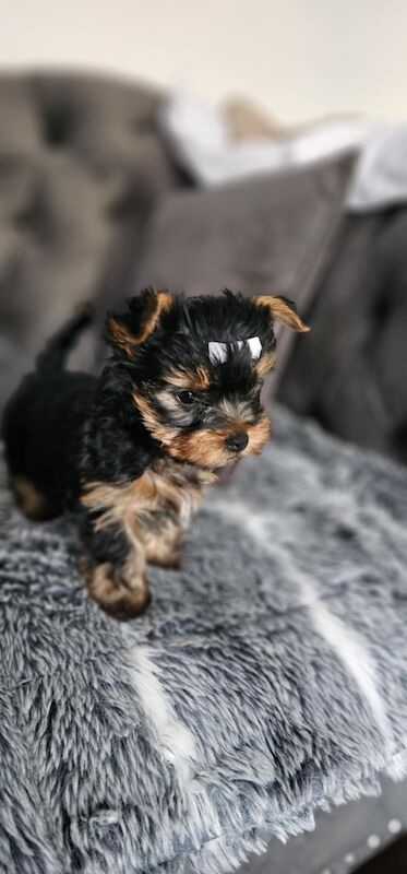 3 mini yorkshire terrier girls ready for new home for sale in Boston, Lincolnshire | Image 3