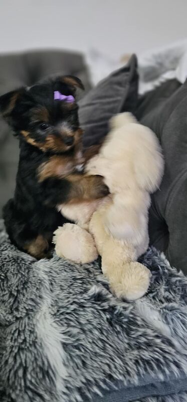 1 mini yorkshire terrier girl ready for new home for sale in Boston, Lincolnshire | Image 4
