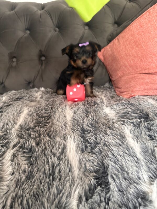 3 mini yorkshire terrier girls ready for new home for sale in Boston, Lincolnshire - Image 5
