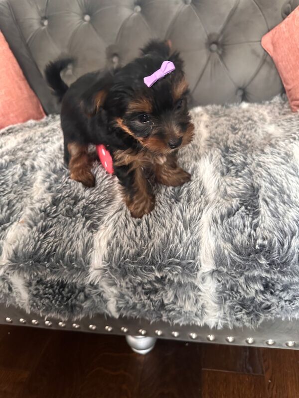 3 mini yorkshire terrier girls ready for new home for sale in Boston, Lincolnshire - Image 6