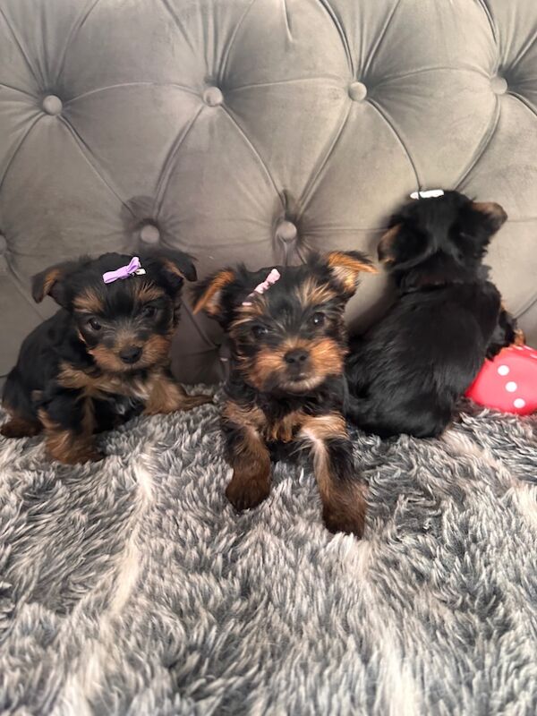 3 mini yorkshire terrier girls ready for new home for sale in Boston, Lincolnshire - Image 7