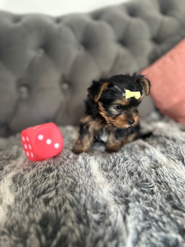 3 mini yorkshire terrier girls ready for new home for sale in Boston, Lincolnshire - Image 8