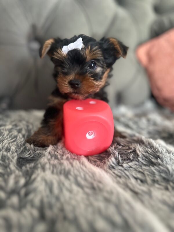 3 mini yorkshire terrier girls ready for new home for sale in Boston, Lincolnshire - Image 9