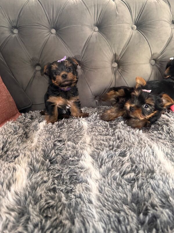 3 mini yorkshire terrier girls ready for new home for sale in Boston, Lincolnshire - Image 11