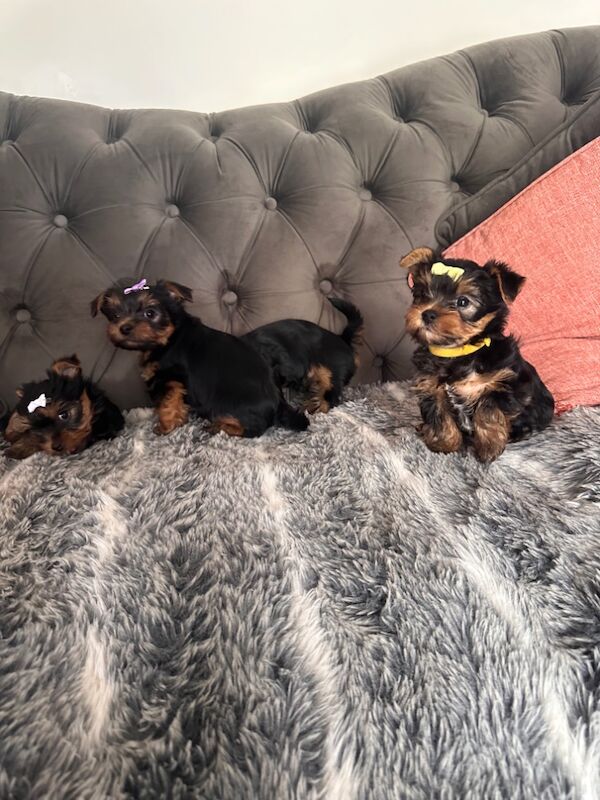 3 mini yorkshire terrier girls ready for new home for sale in Boston, Lincolnshire - Image 12