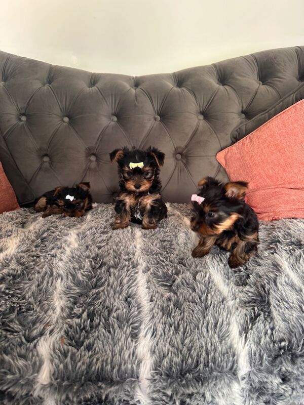 3 mini yorkshire terrier girls ready for new home for sale in Boston, Lincolnshire - Image 13