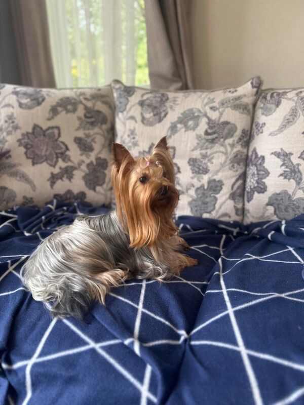 3 mini yorkshire terrier girls ready for new home for sale in Boston, Lincolnshire - Image 14