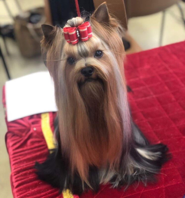3 mini yorkshire terrier girls ready for new home for sale in Boston, Lincolnshire - Image 15