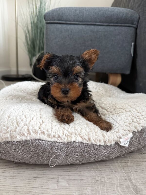 3 Miniature Yorkshire male puppies for sale in Fraserburgh, Aberdeenshire