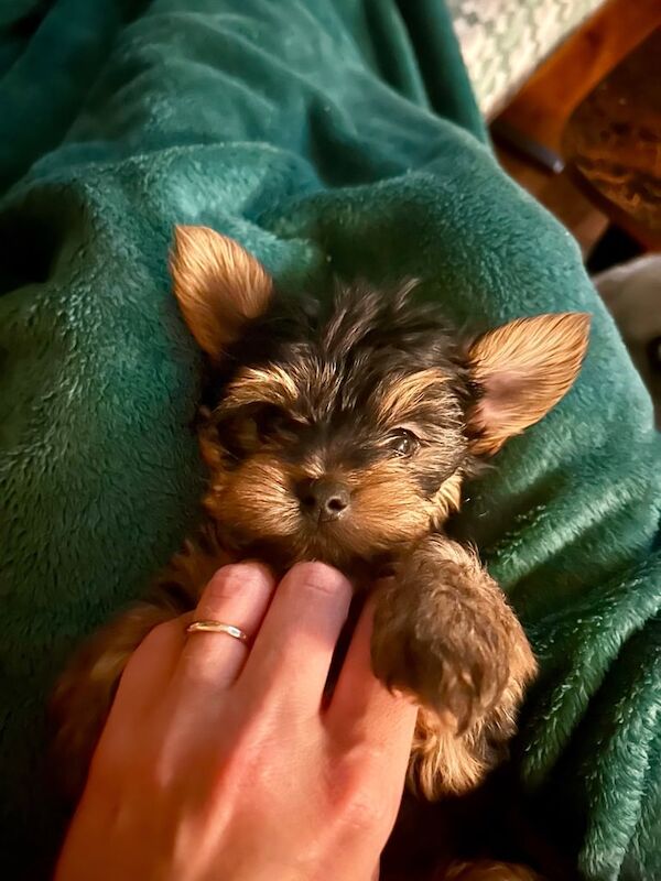 Yorkshire Terrier puppies for sale in Leeds, West Yorkshire – 10 weeks old