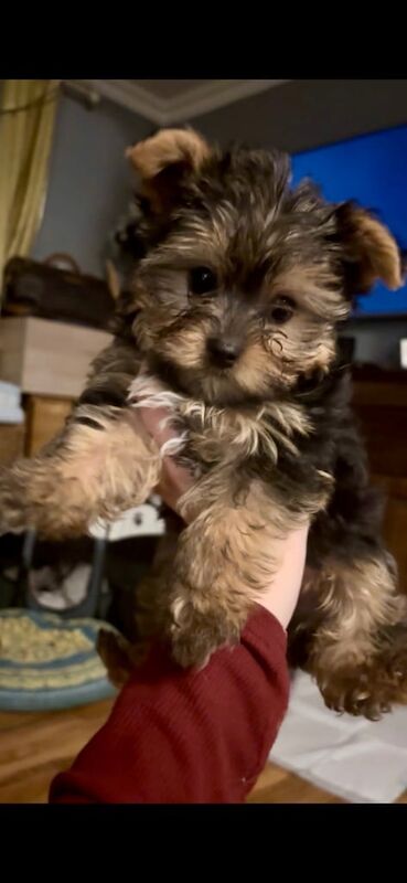 Yorkshire Terrier puppies for sale in Leeds, West Yorkshire – 10 weeks old - Image 2 of 3