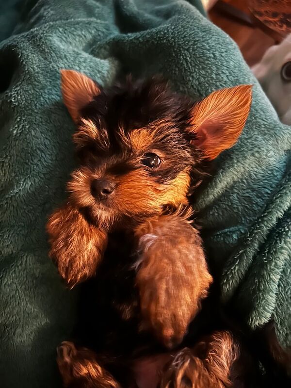 Yorkshire Terrier puppies for sale in Leeds, West Yorkshire – 10 weeks old - Image 3 of 3
