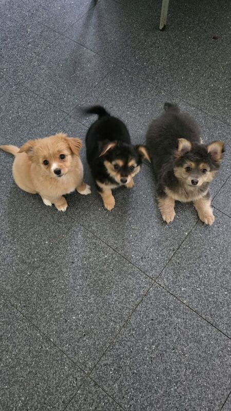 Yorkshire Terrier puppies for sale in Crawley, West Sussex – 10 weeks old