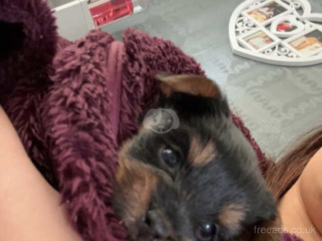 3 Yorkshire miniature terriers for sale in Manchester, Greater Manchester - Image 1