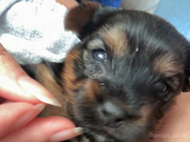 3 Yorkshire miniature terriers for sale in Manchester, Greater Manchester - Image 3