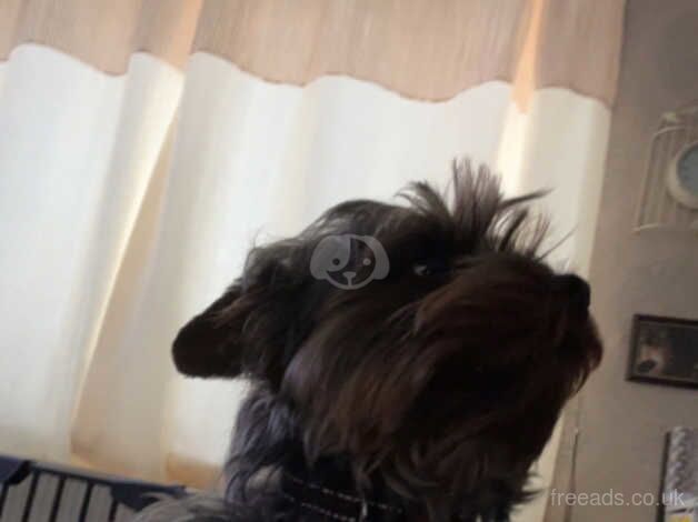 3 Yorkshire miniature terriers for sale in Manchester, Greater Manchester - Image 4