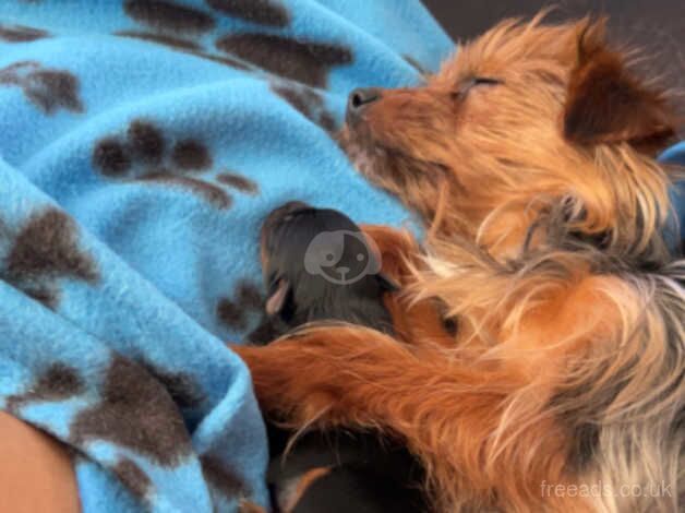 3 Yorkshire miniature terriers for sale in Manchester, Greater Manchester - Image 5