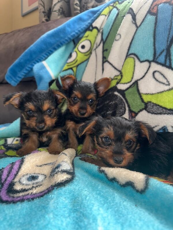 3 yorkshire terrier puppies for sale in Leicester, Leicestershire