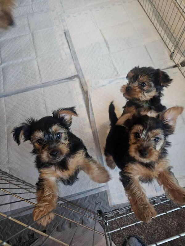 Yorkshire Terrier puppies for sale in Ilford, Greater London – 9 weeks old