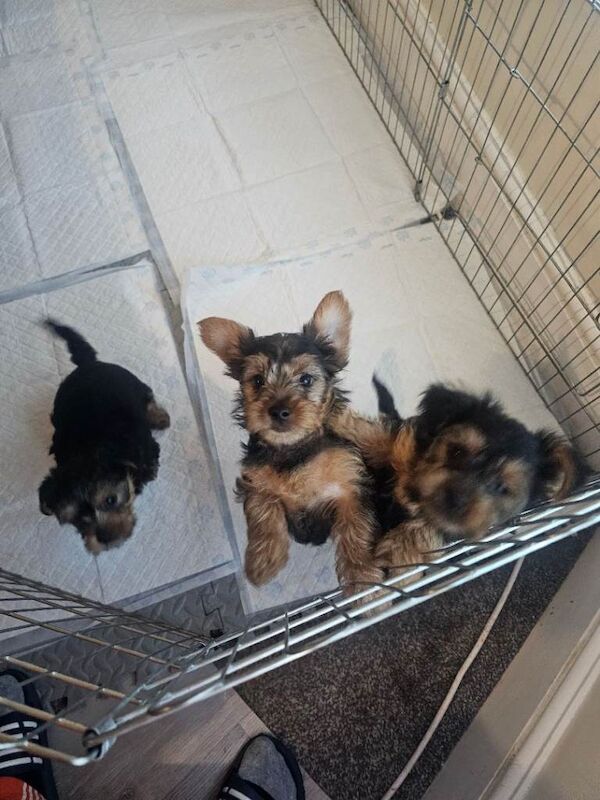 Yorkshire Terrier puppies for sale in Ilford, Greater London – 9 weeks old - Image 2 of 5
