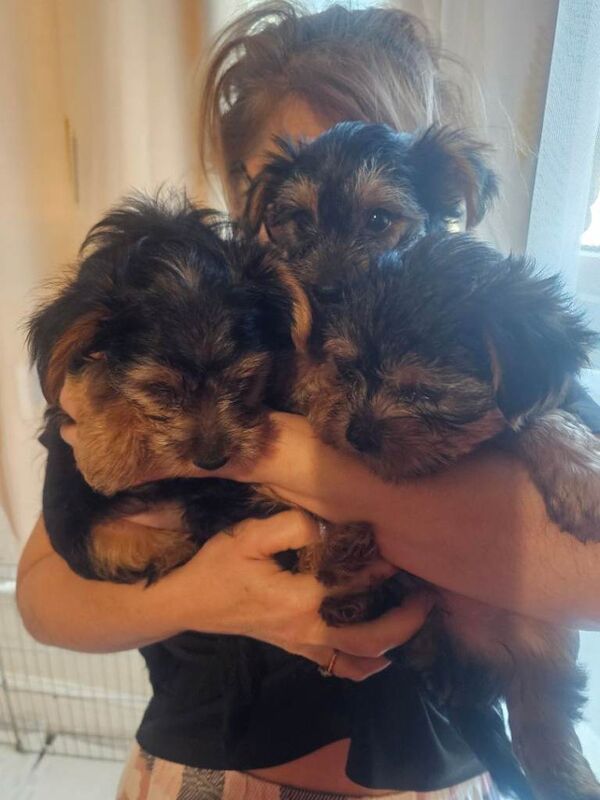 Yorkshire Terrier puppies for sale in Ilford, Greater London – 9 weeks old - Image 4 of 5