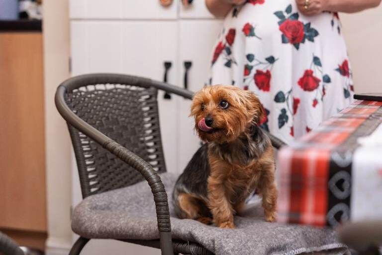 Yorkshire Terrier puppies for sale in Ilford, Greater London – 9 weeks old - Image 5 of 5