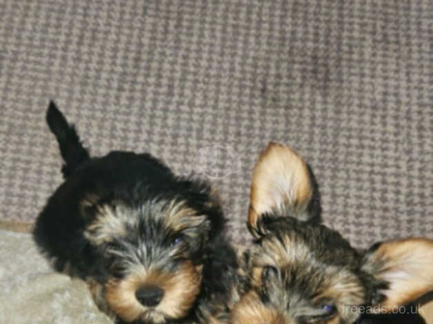 3 Yorkshire terrier pups for sale - Image 2 of 5