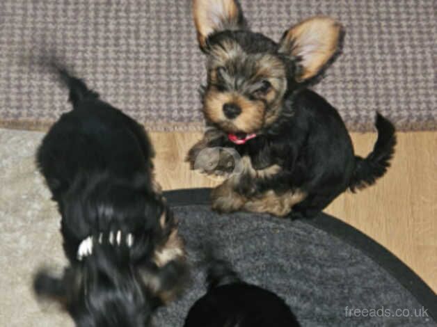 3 Yorkshire terrier pups for sale - Image 3 of 5