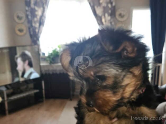 3 Yorkshire terrier pups for sale - Image 4 of 5