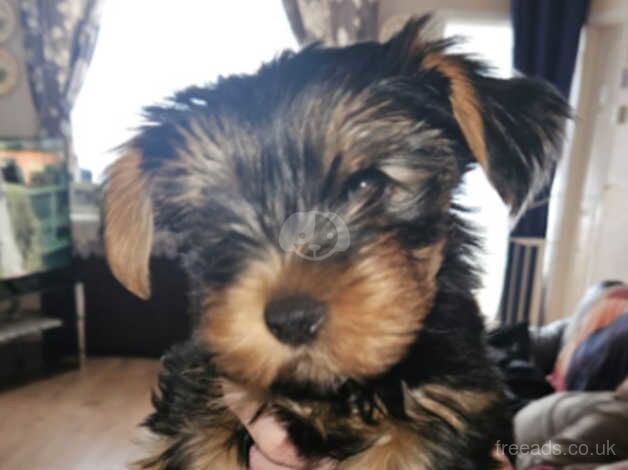 3 Yorkshire terrier pups for sale - Image 5 of 5