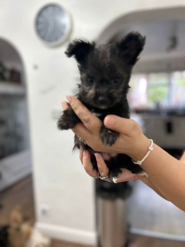 3 Yorkshire Terriers Female puppies - Image 2 of 3