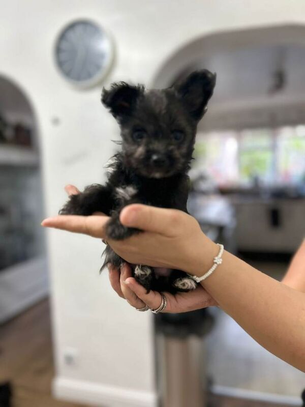3 Yorkshire Terriers Female puppies - Image 3 of 3