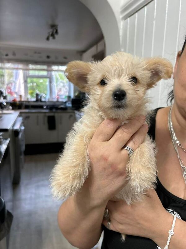 Yorkshire Terrier Puppies For Sale Under £1,000