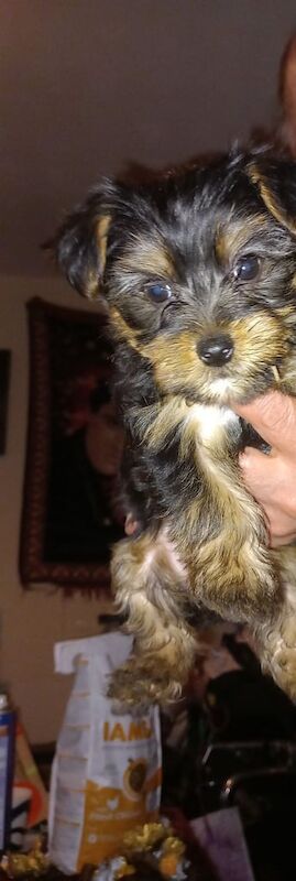 3 yorkshires terriers puppy's for sale in Manchester, Greater Manchester