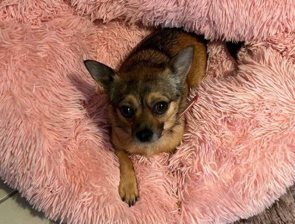 3yr old Female Chorkie,microchipped, and Spayed for sale in Havant, Hampshire
