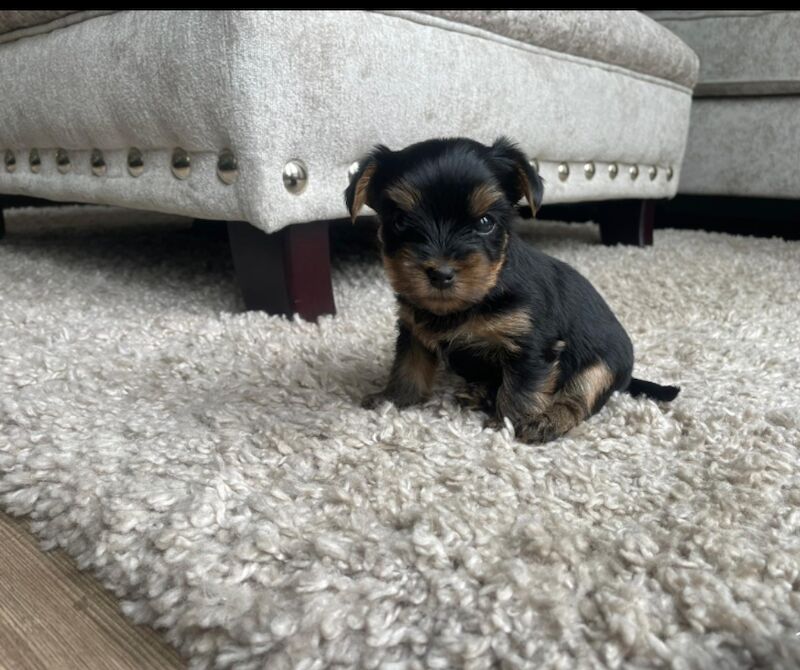 4 Beatuiful full pedigree yorkshire terriors for sale in Fleet, Hampshire | Image 1