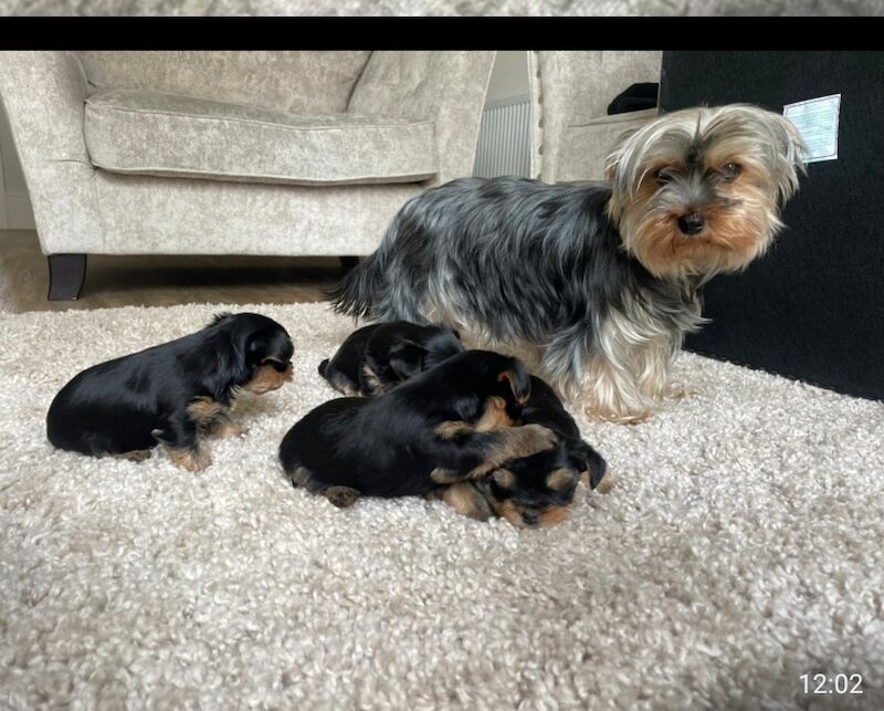 4 Beatuiful full pedigree yorkshire terriors for sale in Fleet, Hampshire | Image 2